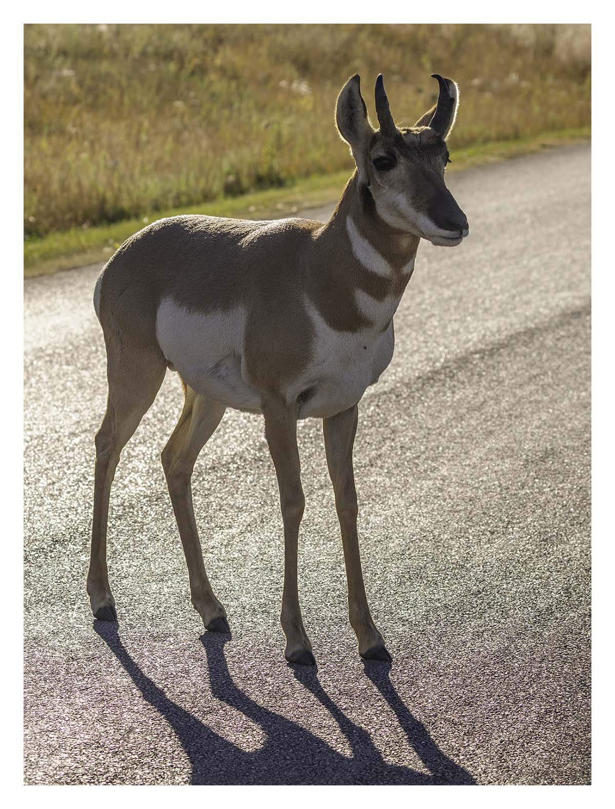 Custer State Park